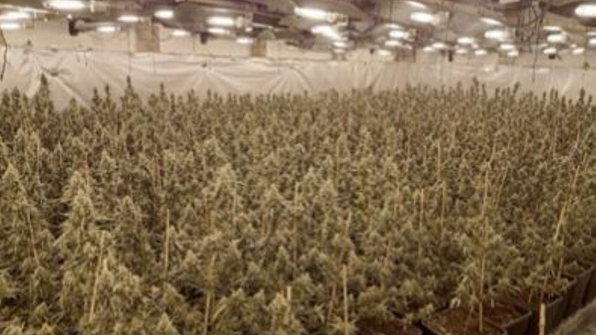 Imagen de la plantación de marihuana desmantelada en Garrapinillos.