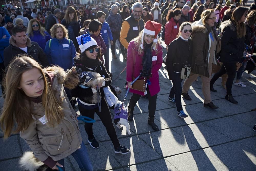 San Silvestre canina en Gijón