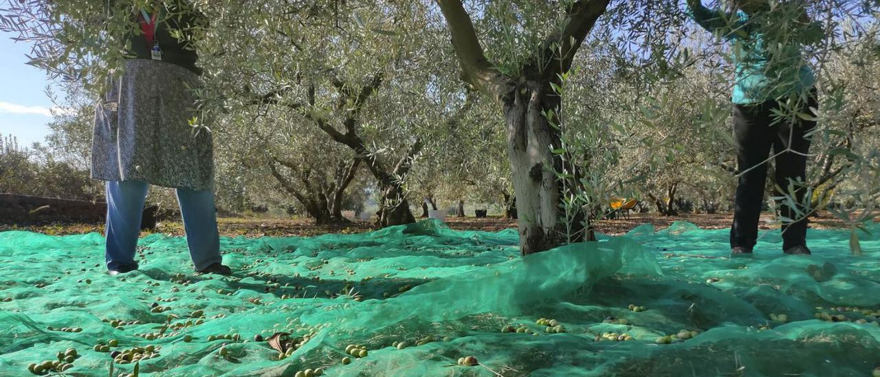 Dos personas recolectan los frutos de un olivar emplazado en Llanera de Ranes. | PERALES IBORRA