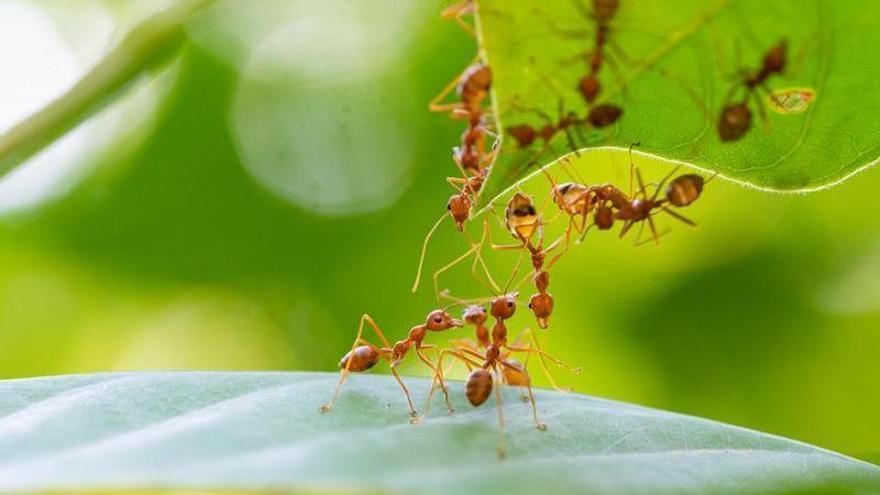 Las hormigas detectan los cambios de tiempo