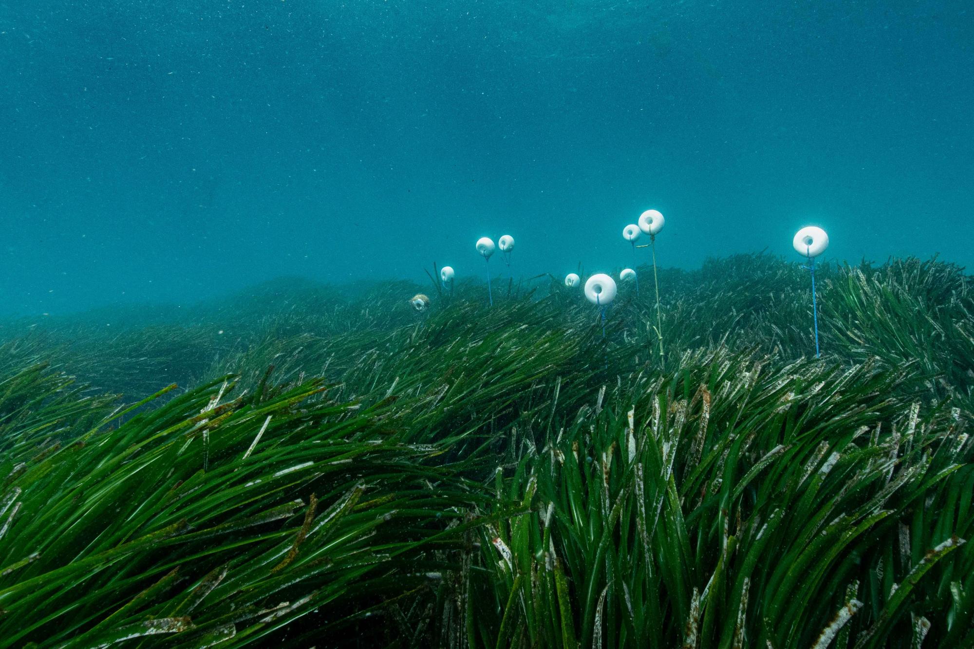 Galería de imágenes de la posidonia de la bahía de Talamanca