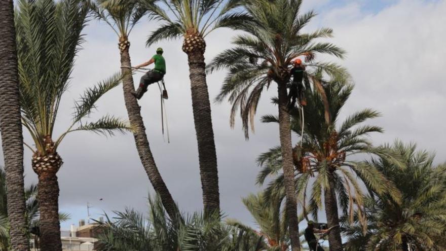 Un palmerar que mira cap al futur