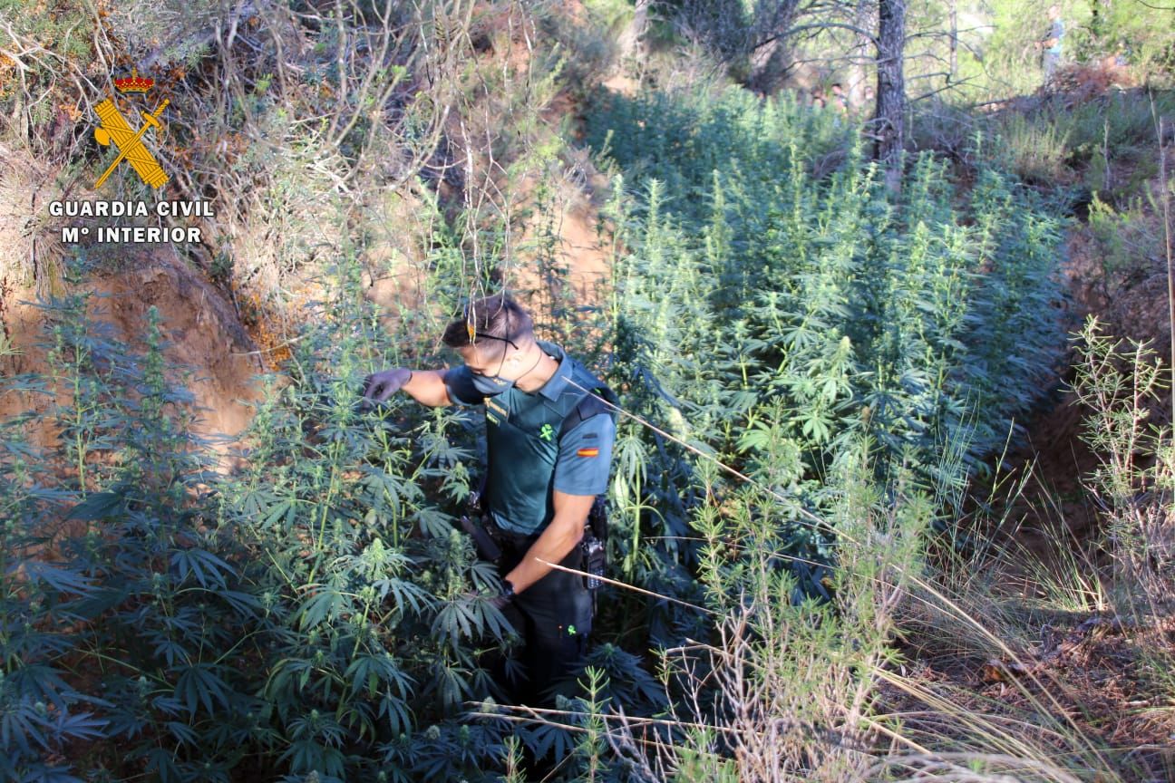 FOTOGALERÍA | Desmantelada una plantación de marihuana en Mequinenza