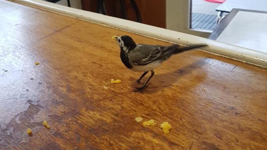 Un pájaro se 'engancha' a la tortilla de un bar en Galicia