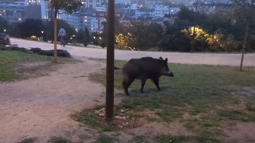 Xunta y Concello firman un convenio para acabar con la presencia de jabalíes en A Coruña tras dos meses de problemática