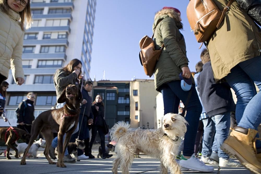 San Silvestre canina en Gijón