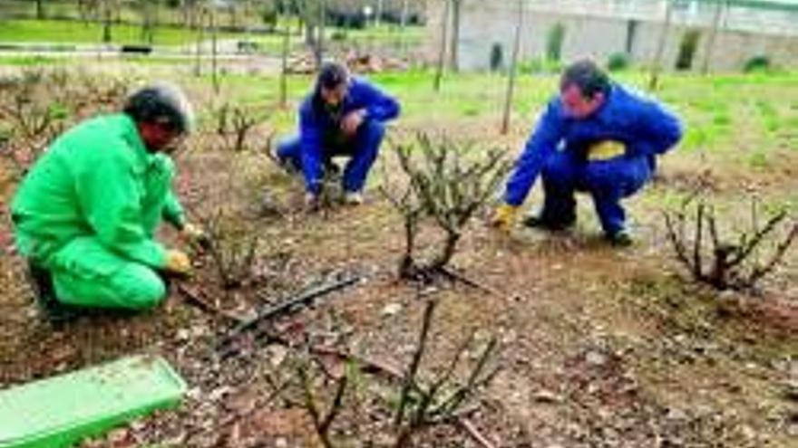 Los jardineros piden más vigilancia policial y sanciones por el exceso de heces de perro