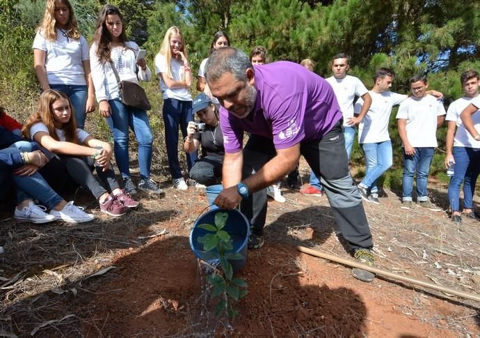 REPOBLACIÓN FORESTAL FONTANALES MOYA