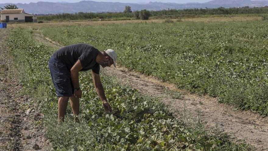 Ecologistas se moverán de El Hondo a Carrizales para reivindicar la huerta tradicional por el Día de los Humedales