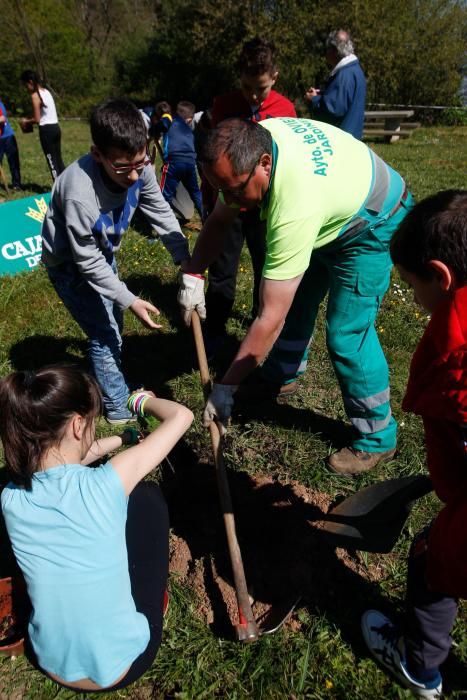 Plantación de árboles por escolares en el Naranco