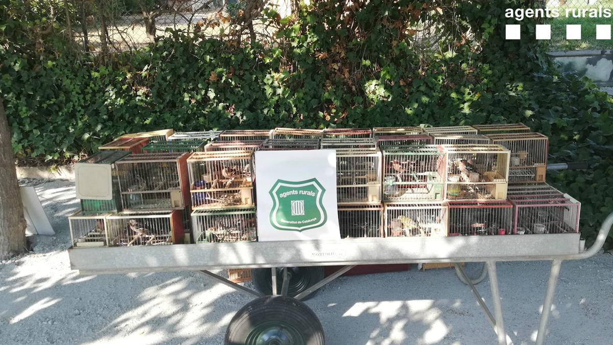 Incautados pájaros de especies protegidas en Sabadell