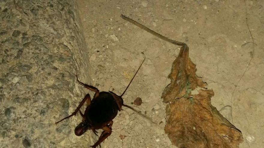 Una cucaracha en una calle de Paterna.