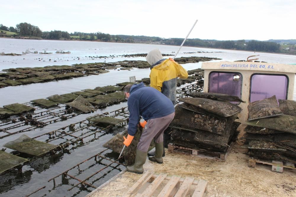 Ostras en la ría del Eo