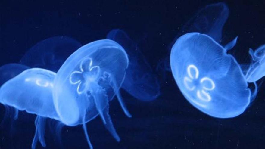 Las plagas de medusas serán comunes este verano