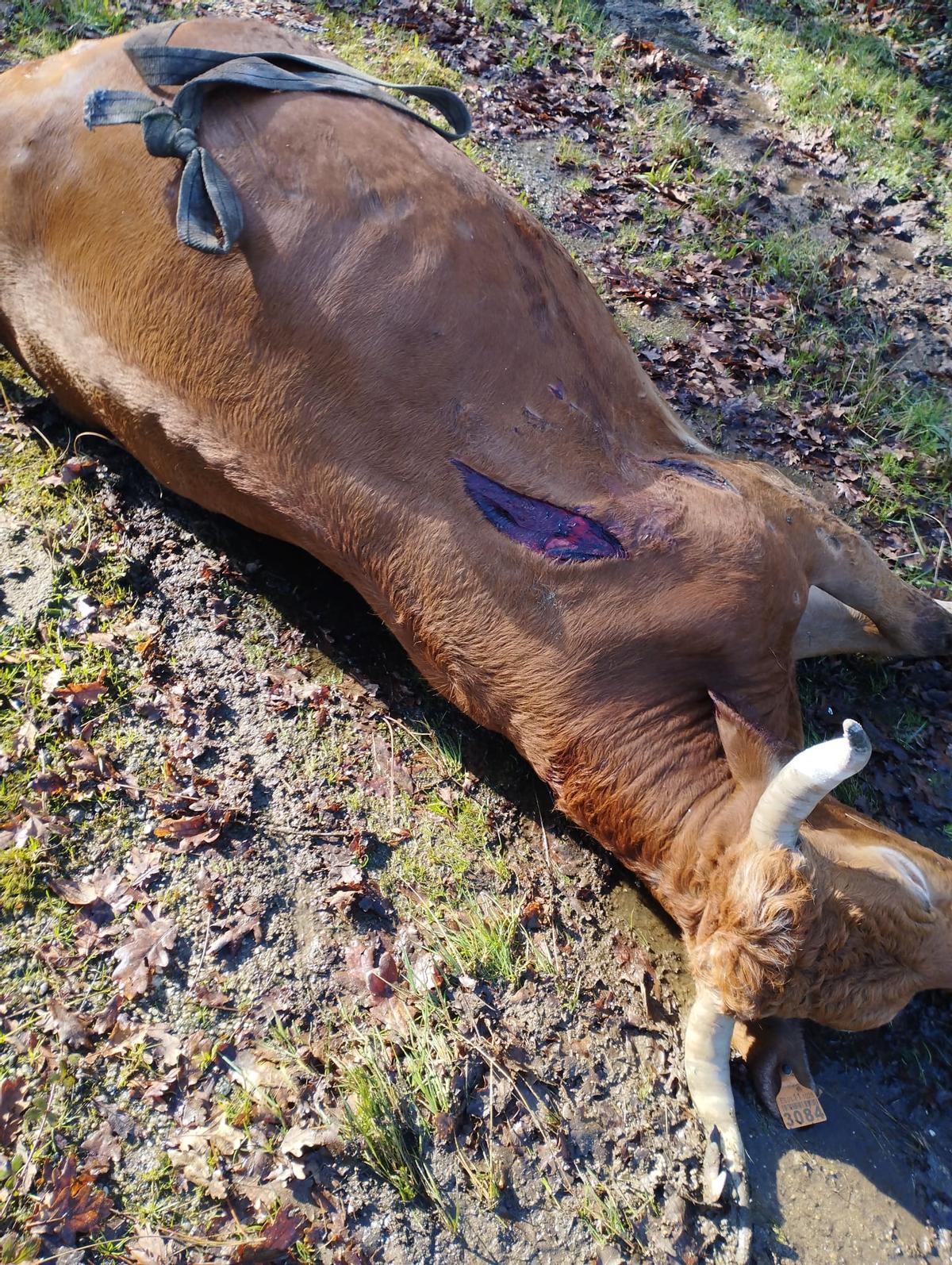 Animal muerto en el accidente