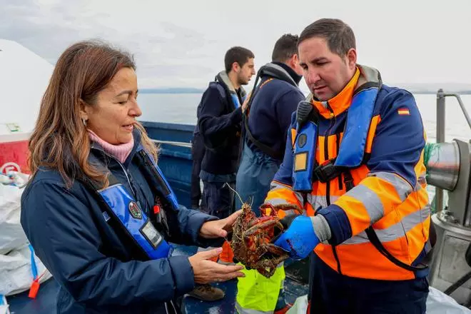 Los piratas de las rías entran de lleno en la campaña ilegal de pesca de centollo