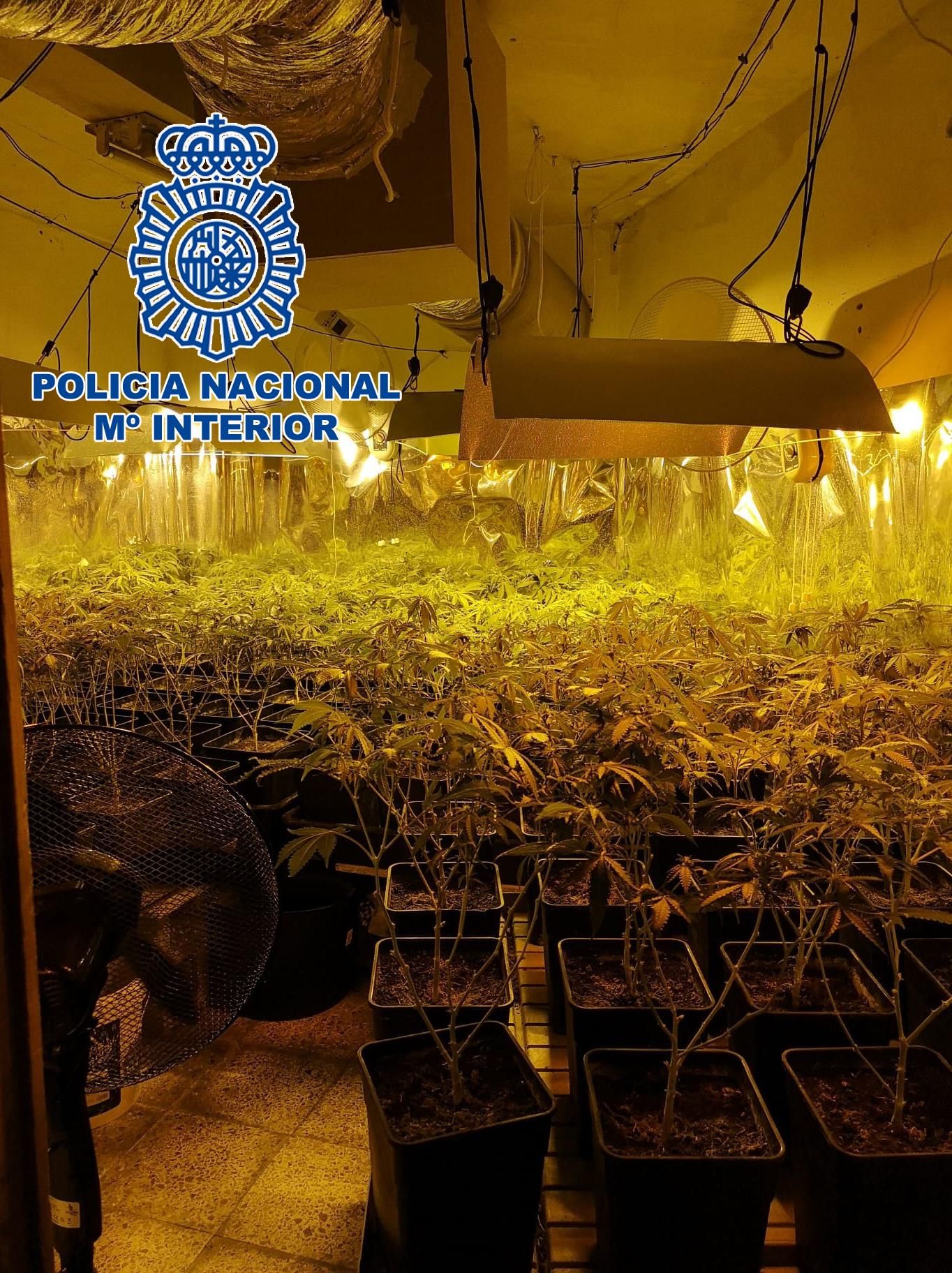 Imagen de una de las plantaciones de marihuana desmanteladas en Elda.