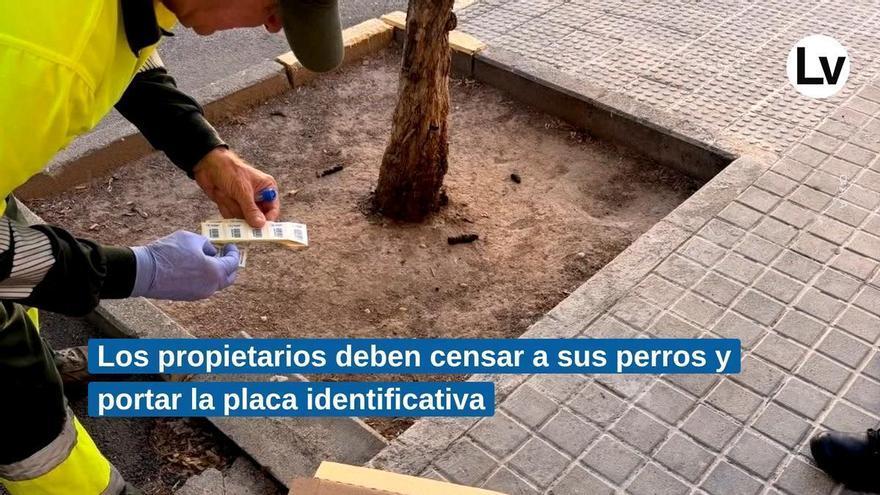 Almàssera analiza el ADN canino y multa con hasta 600 euros a los propietarios incívicos