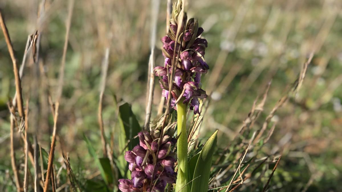 Las orquídeas gigantes ya han empezado a brotar en la Marina Alta