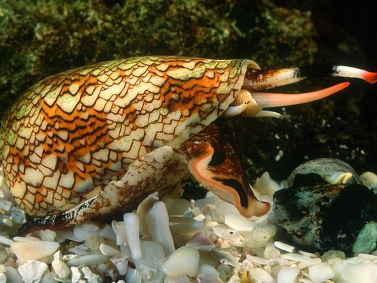 Caracol cono (Conus geographus)