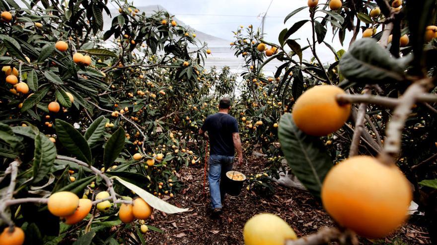 Un agricultor, durante una recogida de fruta en el campo.