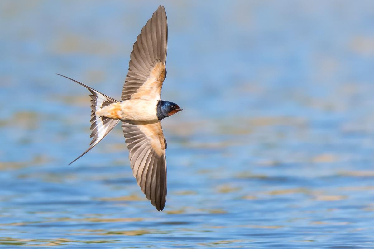 Golondrina común, un ave tan útil para las personas como amenazada