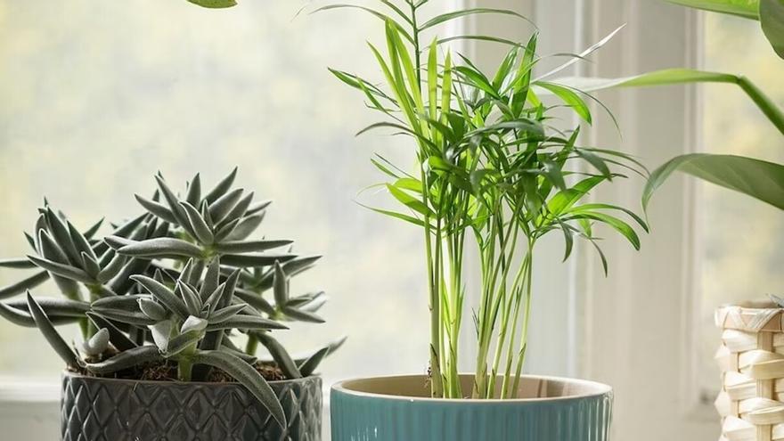 La planta de Ikea que absorbe la humedad de tu casa por menos de dos euros