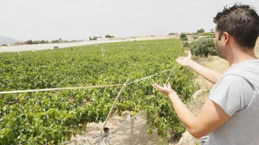 Los cultivos de uva de La Murada se han reducido a una quinta parte en 15 años.