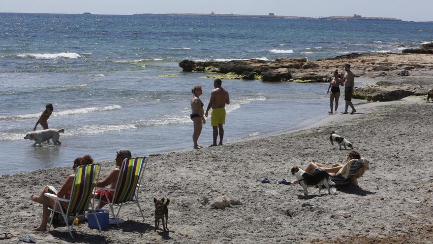 Usuarios con sus mascotas en la «Caleta dels Gossets» en Santa Pola.