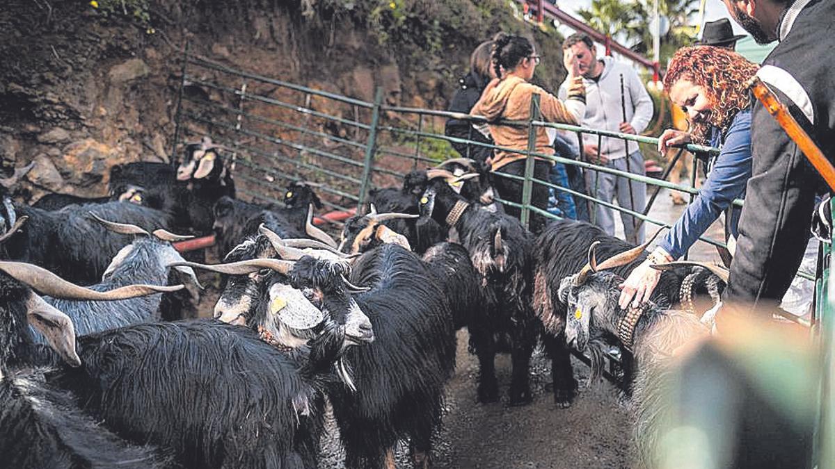 Ganado caprino en una feria celebrada en el municipio de Tacoronte.