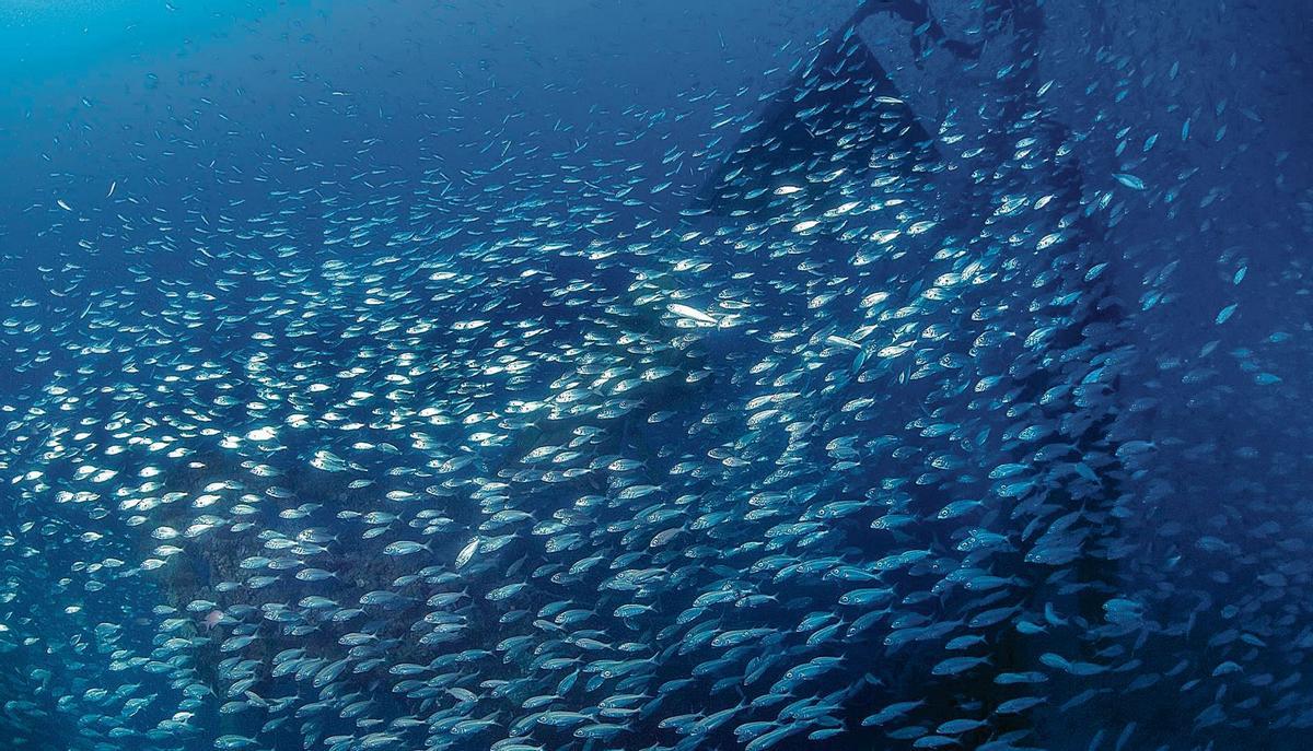 Banco de peces rodeando el pecio del velero ‘Jóker’ en la Reserva de es Freus.