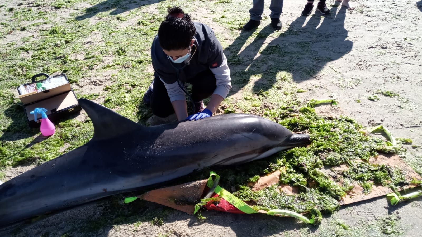 Miembros de CEMMA trataron de mantener al animal con vida sin éxito