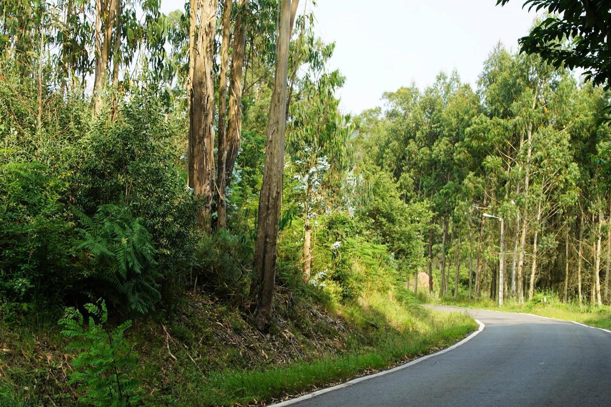 A primeira roza do ano inicíase no sur do Concello, na parroquia de Figueiras