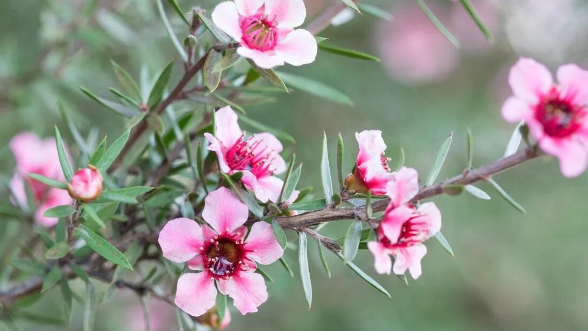 MANUKA PLANTA | Manuka, el resistente arbusto con flores ideal para decorar tu terraza en primavera y verano