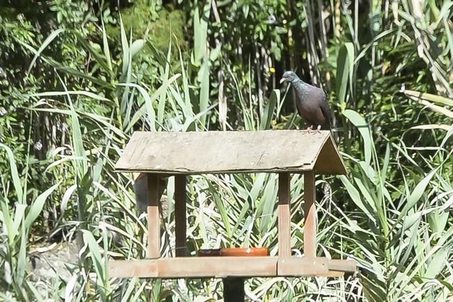 SUELTA DE PALOMAS RABICHE