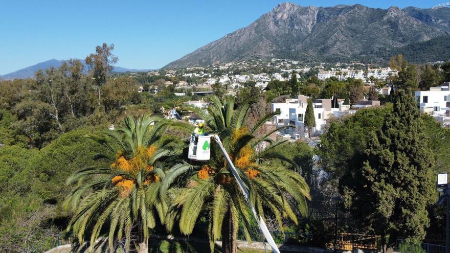 Un operario poda lacopa de una palmera enMarbella.