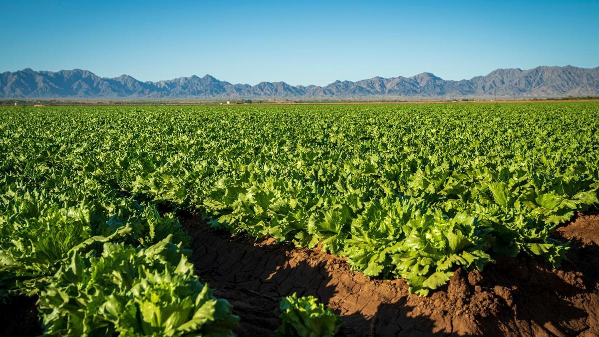 Un campo de lechugas.