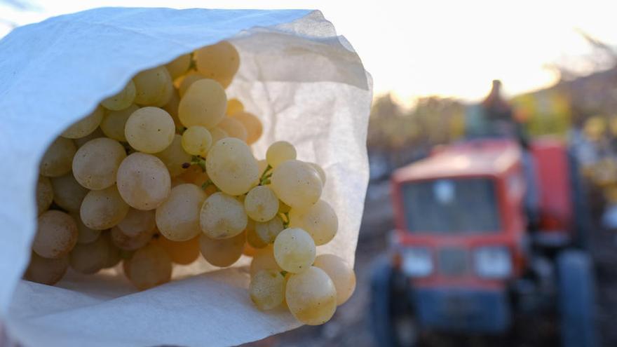 Recogida en el campo de la uva de mesa denominación de origen Vinalopó