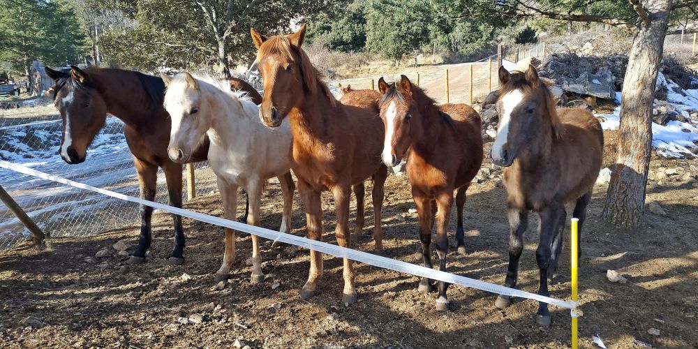 Cavalls a Sant Llorenç de Morunys