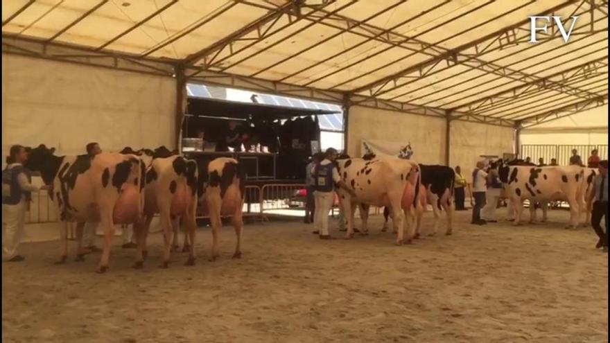 Las mejores vacas lecheras, a concurso en Lalín