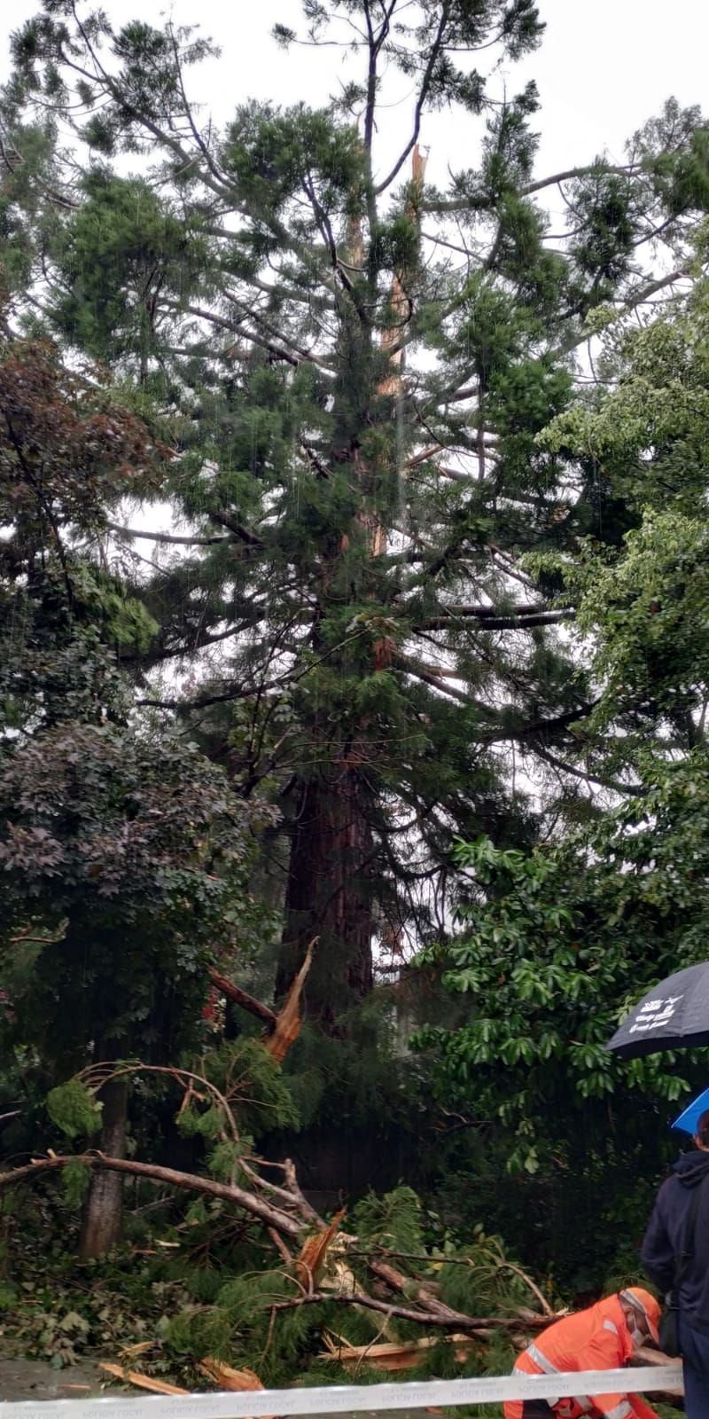 Un llamp trenca una sequoia centenària a Sant Joan de les Abadesses