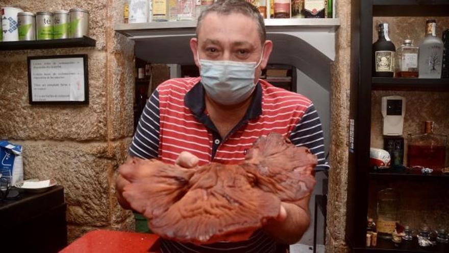 Descubren una seta gigante en un bosque de Cerdedo-Cotobade