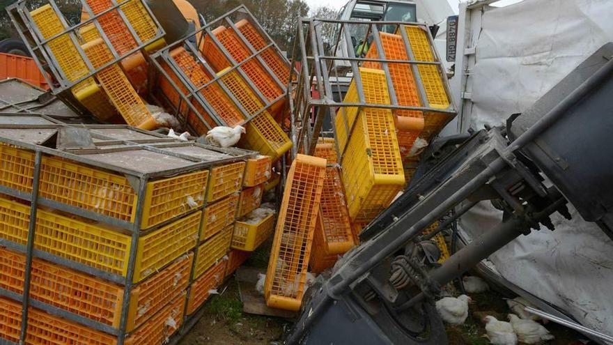 Las cajas de pollos, con algunas aves sueltas.