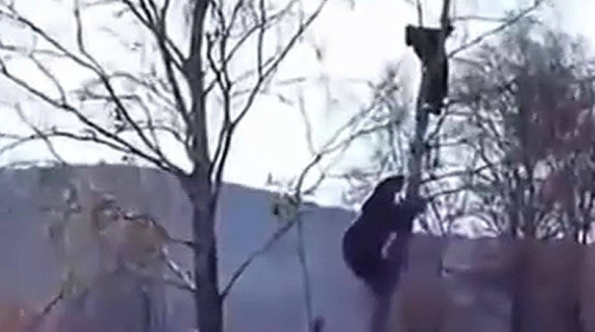 Imatges de l’home i l’ós dalt d’un arbre, en un petit poble de Rússia.