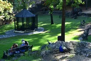 Plasencia destina más de 200.000 euros a mejorar el Parque de los Pinos y desbrozar el entorno de Pradochano