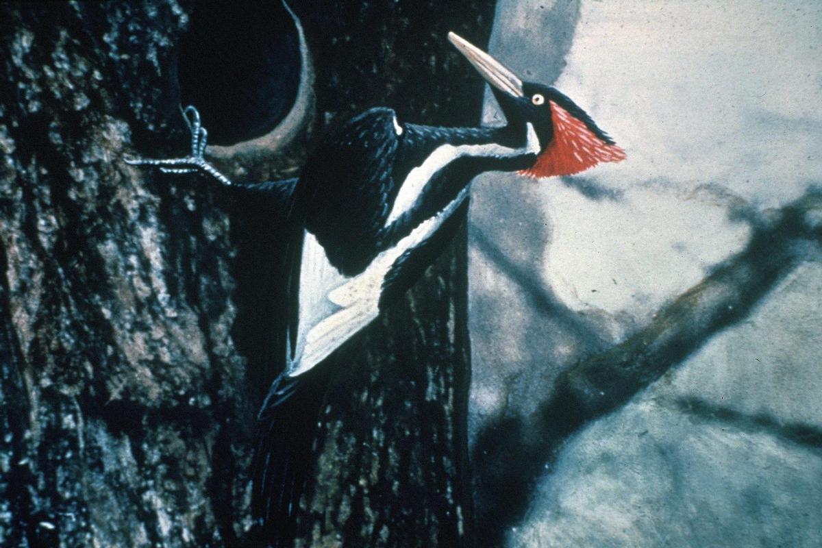 Fotografía de 1935 coloreada de un picamaderos picomarfil, especie que podría no haberse extinguido.