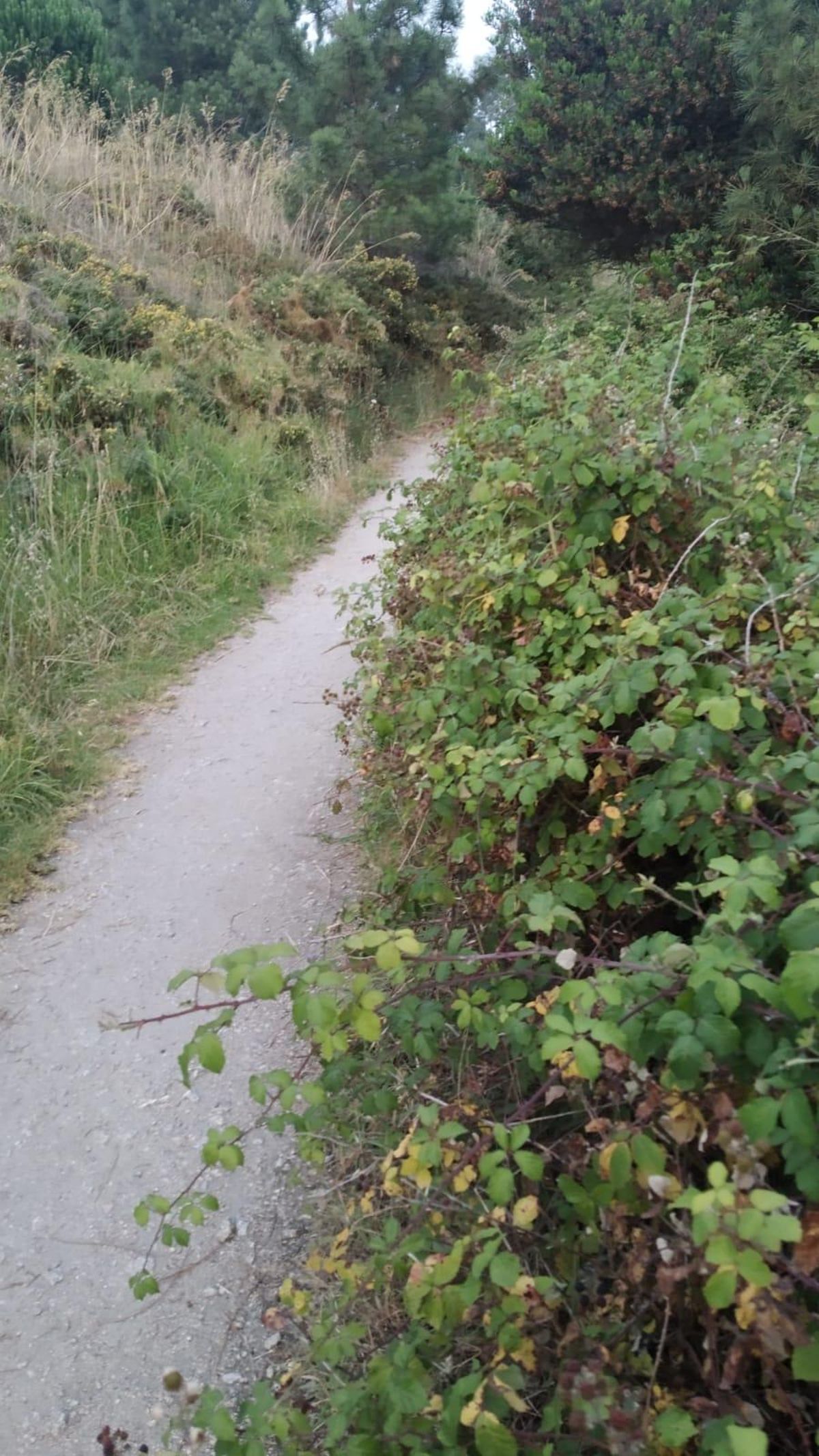 La maleza invade la zona de tránsito peatonal en varios tramos del sendero
