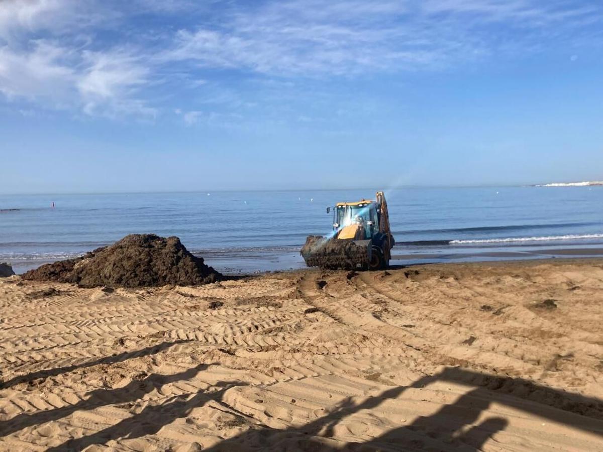 Maquinaria pesada retiraba ayer restos de alga asiática acumulados en una playa del centro urbano de Marbella