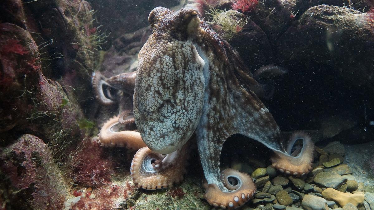 Pulpo vulgar (Octopus vulgaris)