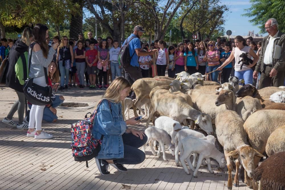 Ovejas por la Universidad